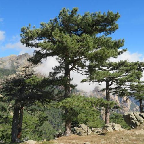 Arbres