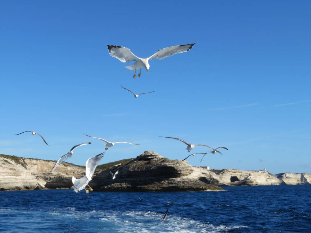 Bonifacio
