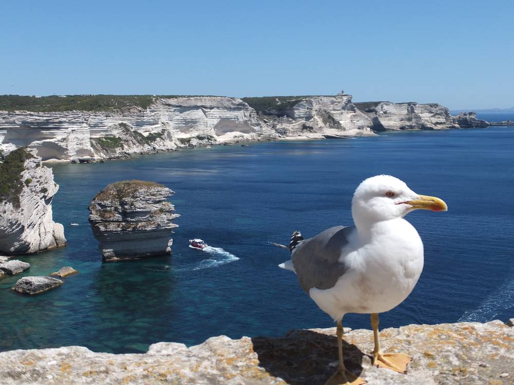 Bonifacio