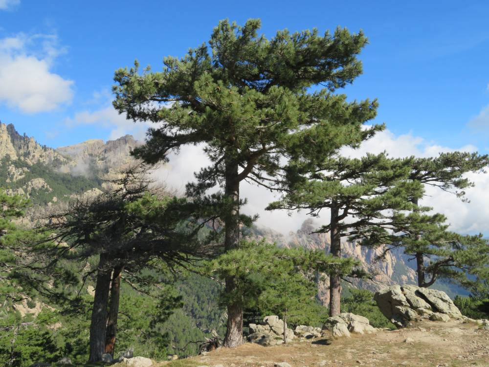 Aiguilles de Bavella